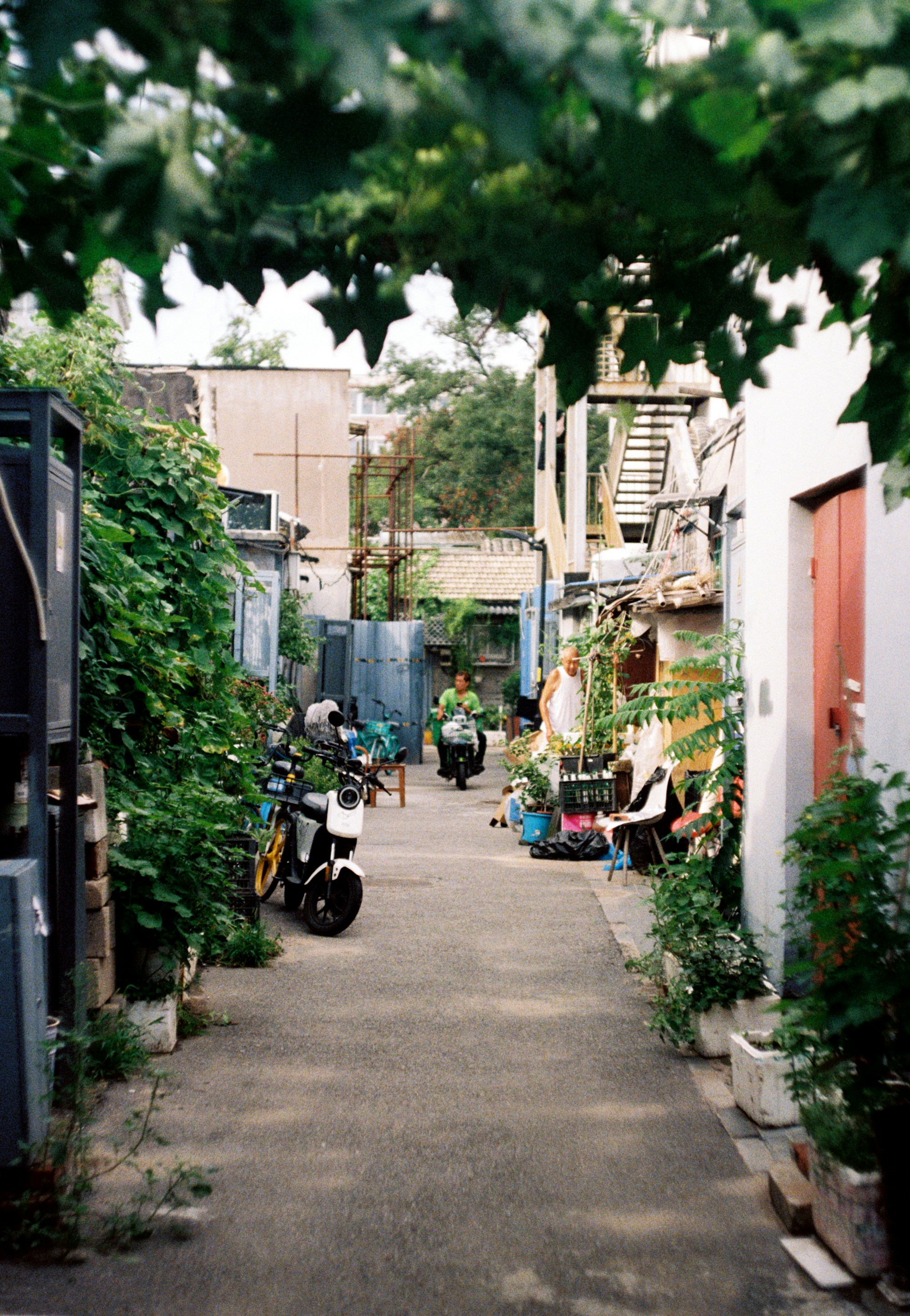 A leafy Beijing hutong with traditional brick walls